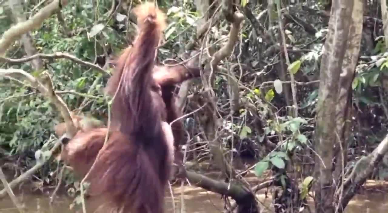 mengembalikan orang utan ke tempat asal