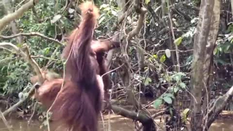 mengembalikan orang utan ke tempat asal