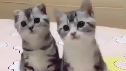 The cute twin cats are being worked on by their employer