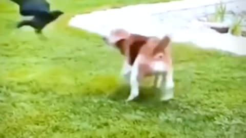 Puzzled behavior of dogs
