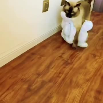 animals funny videos