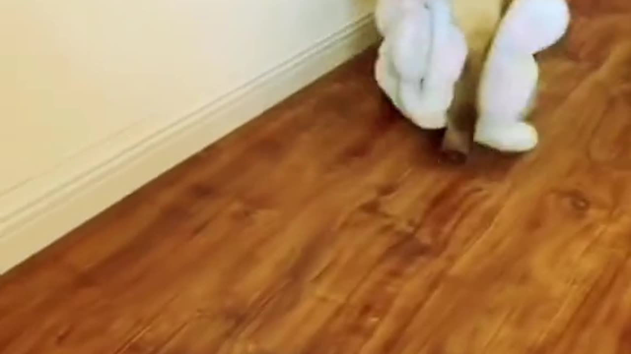 animals funny videos