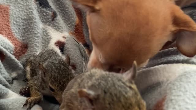 Chihuahua Adopts Orphaned Squirrels as Her Own