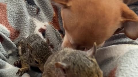 Chihuahua Adopts Orphaned Squirrels as Her Own