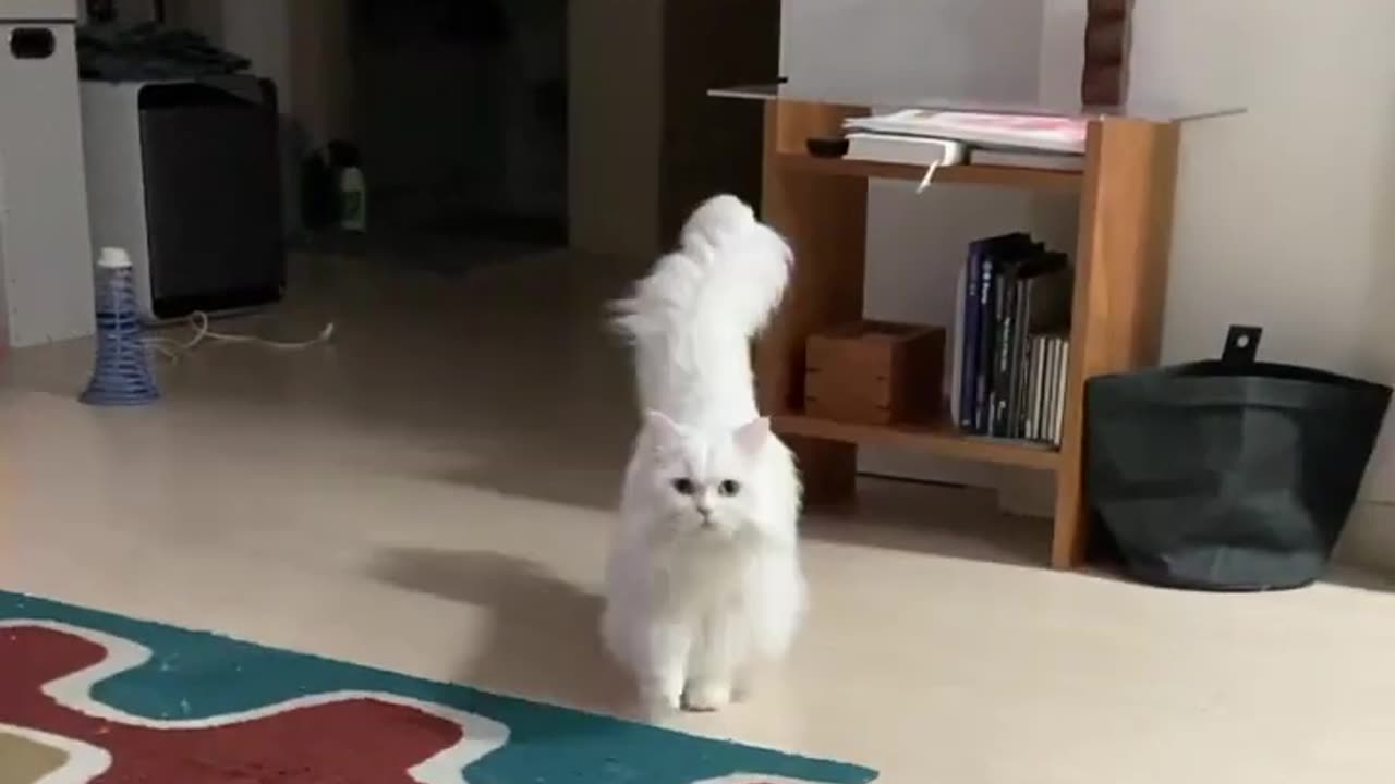 Persian cat