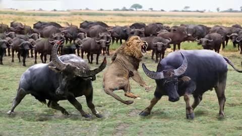 When Buffalo Fight Back Lion - Buffalo make Lion become jokes _ Buffalo Lion Cheetah Hyena Fight