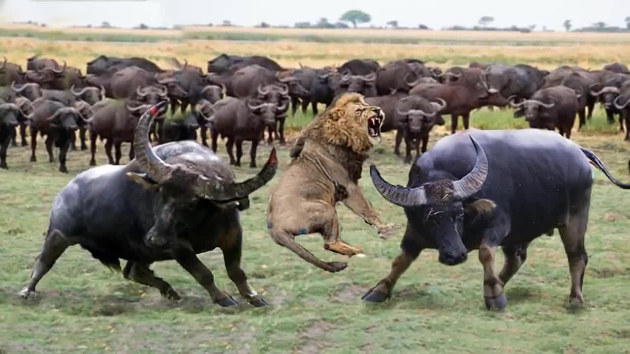 When Buffalo Fight Back Lion - Buffalo make Lion become jokes _ Buffalo Lion Cheetah Hyena Fight