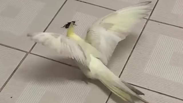 Pet cockatiel is determined to protect her owners from a cockroach! 😂