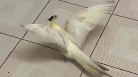 Pet cockatiel is determined to protect her owners from a cockroach! 😂