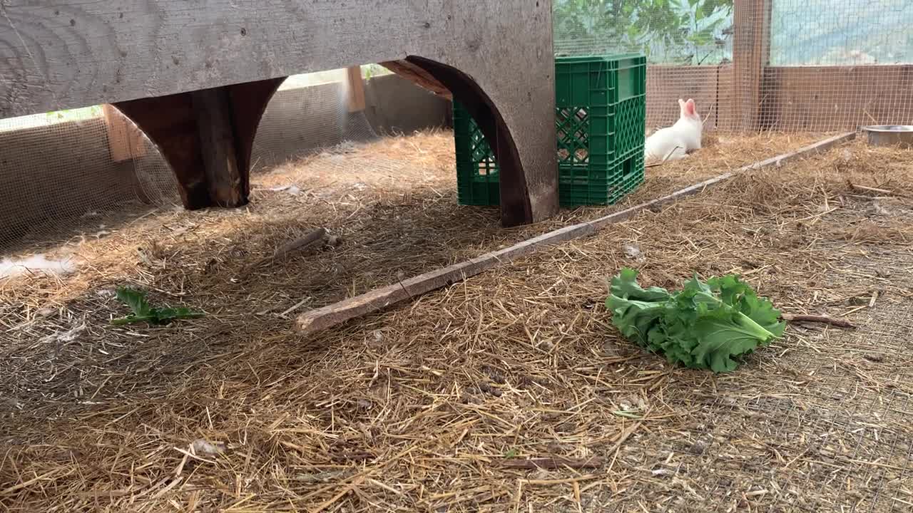 The continental giant rabbit you've never seen before!