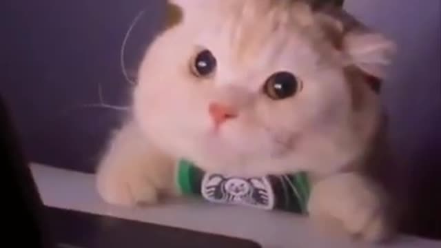 Funny cat watching video on laptop