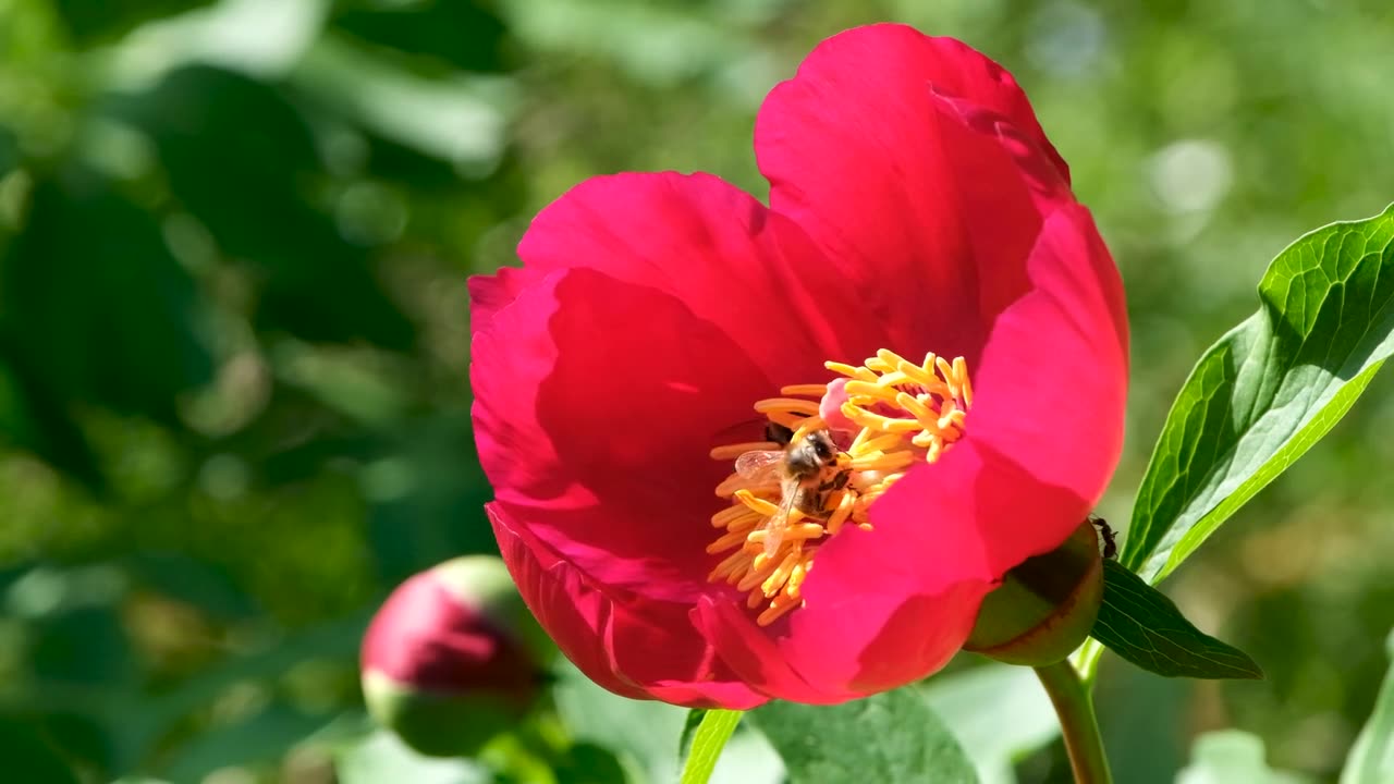 Honey Bee In Flower| Beautiful Honeybee| Beautiful Flower