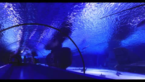 Tunnel in an Aquarium