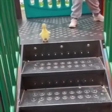 Duckling playing on a playground slide🦆🦆🦆