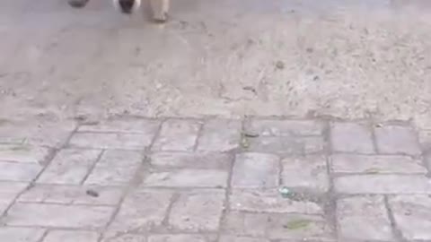 Dog funny videos
