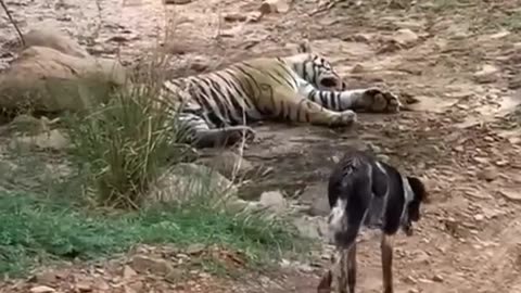 Animal funny video