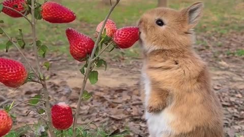 The way she eat strawberry 🍓😋 #rabbit #cute