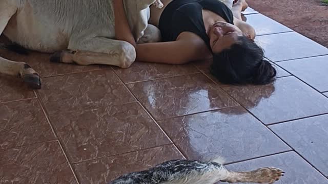 Magali the Calf Lays Down to Cuddle Owner