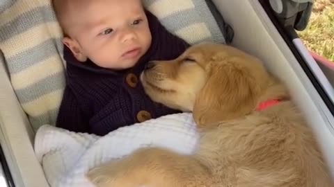 Tag someone who needs to see this! 🐕🐾💖#animals #shorts#animals #pets #viralvideo