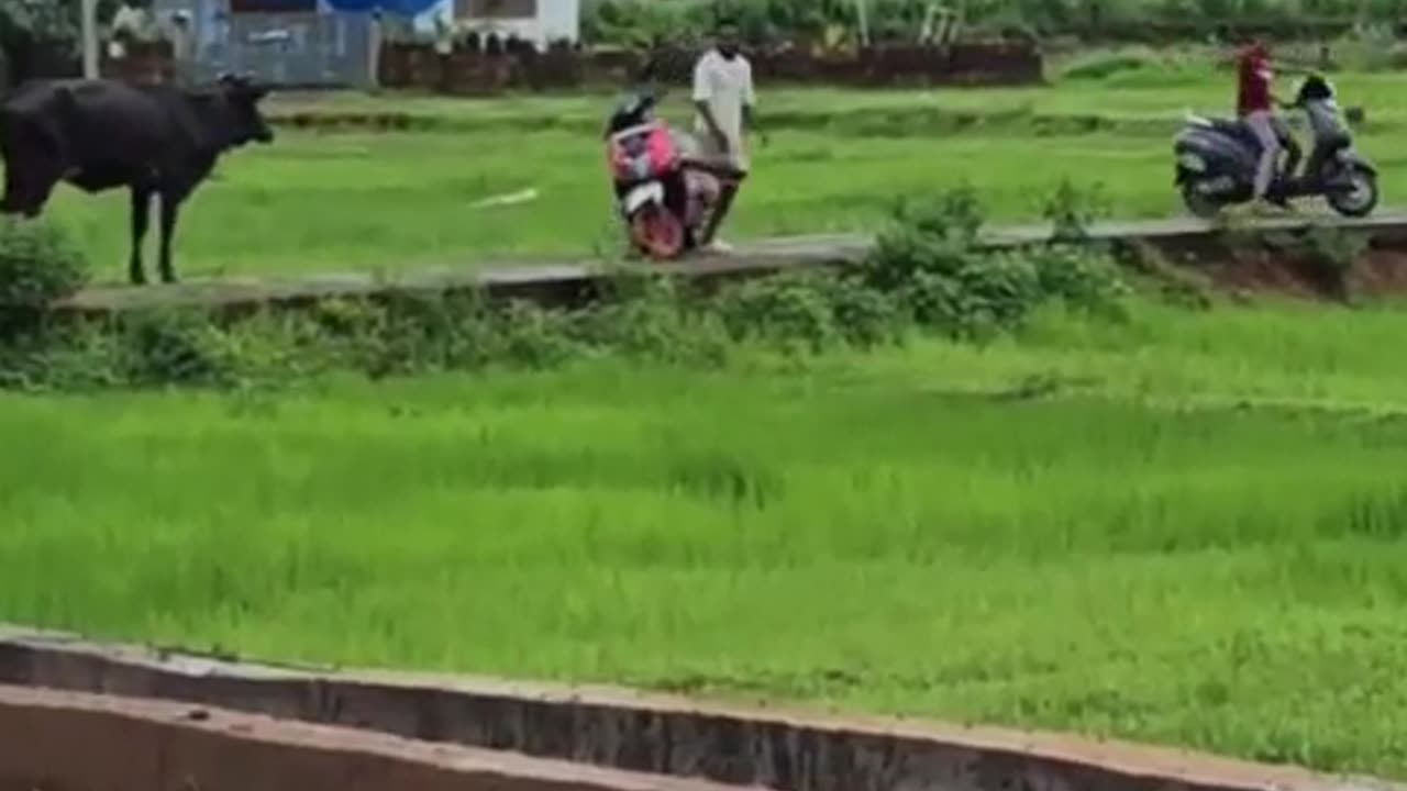 Amazing and Funny Fail Buffalo Video!😂😂