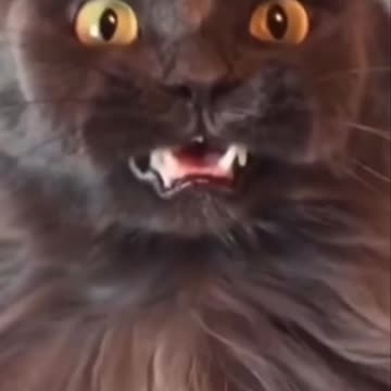 Cat is not into makeup 🤣🤣🤣