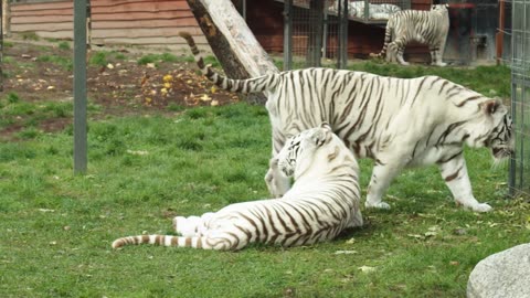 A Very Unique Pair of White Tiger