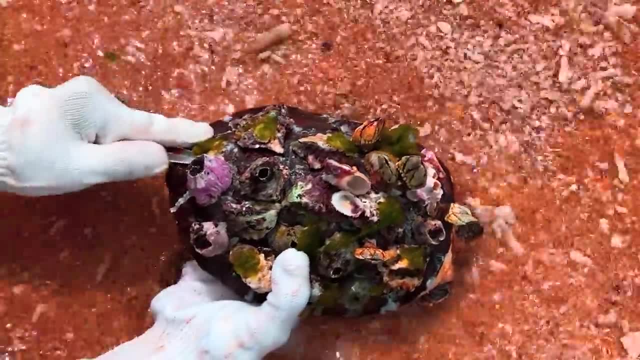 Sea turtle can't move with tons of spines on their shells, Need to remove barnacles that it can live