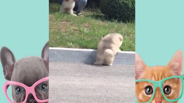 🤣Best cats and dogs funny videos (try not to laugh)🤣😅😂