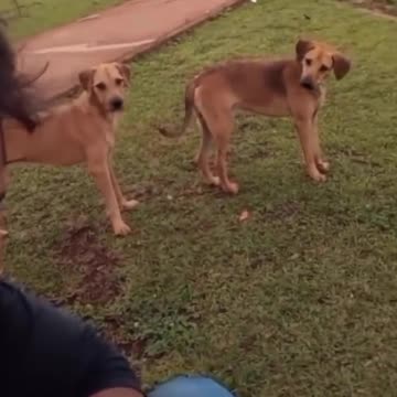 Cat and dog funny video 😅 😄