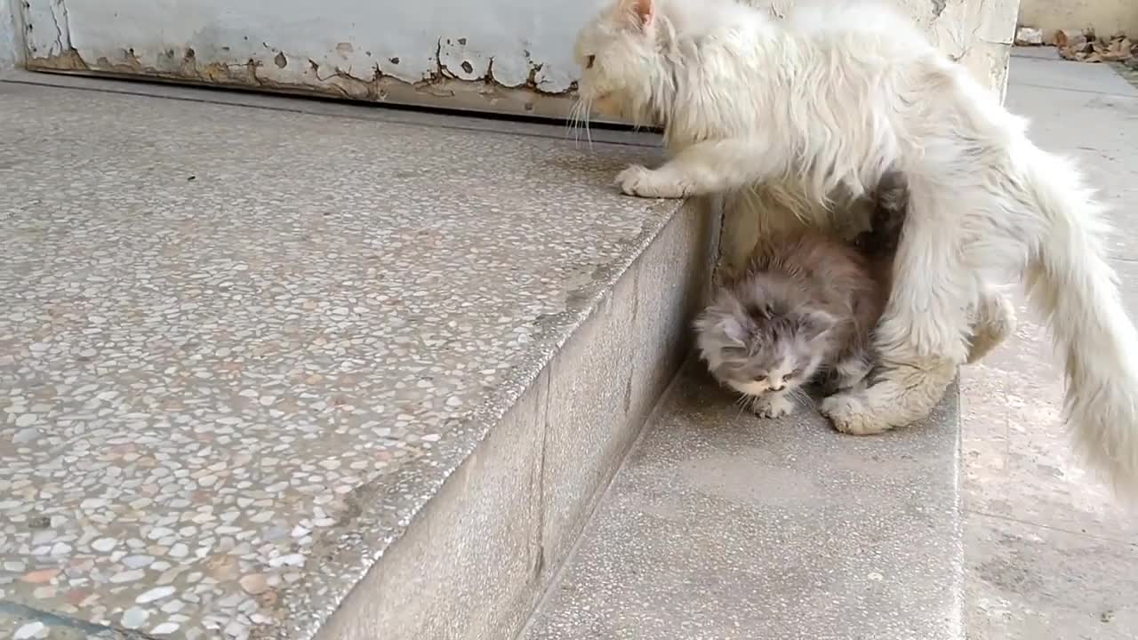 Mother Cat Carrying Her Kitten In Mouth And Calling All Kittens Inside immediate