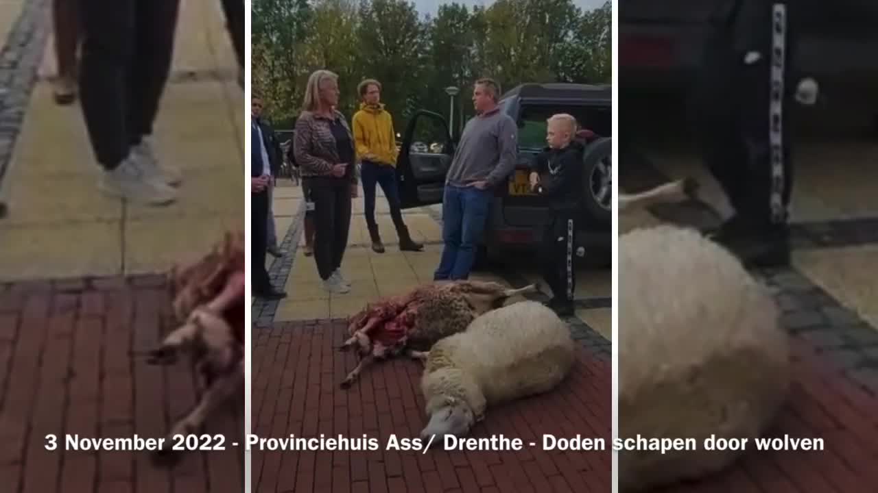 Triest! Boze boer om Wolf komt verhaal halen op Provinciehuis Drenthe Assen