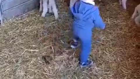 Cute sheep with a child playing