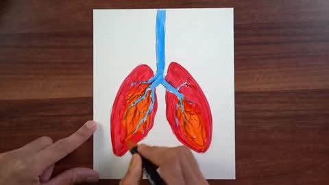 Make human respiratory system model / best and easy school project for students ( full tutorial )