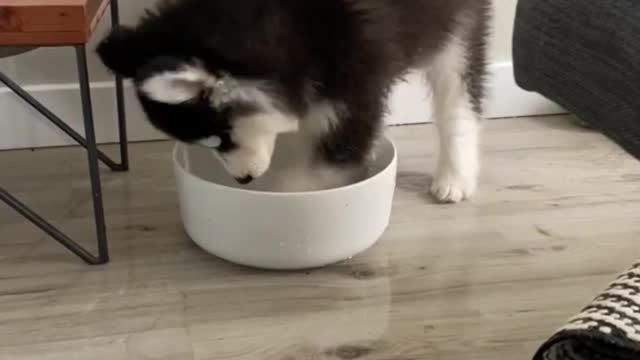 Husky Puppies Funny Compilation.