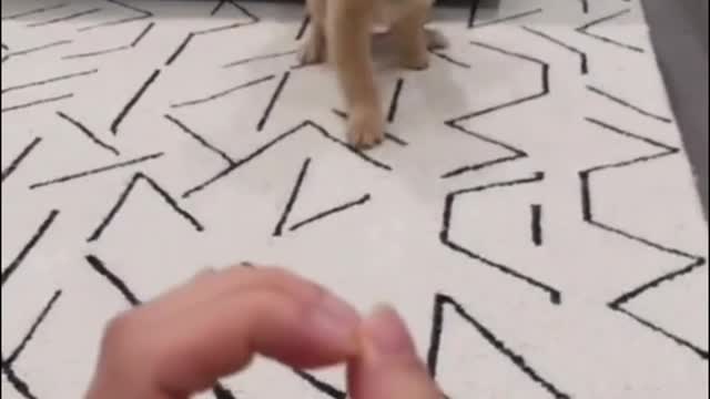 When I make a move, it always comes running