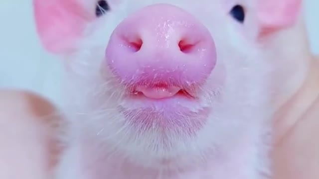 omg this little bacon is so cute