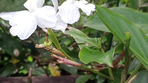 wild plant flowers