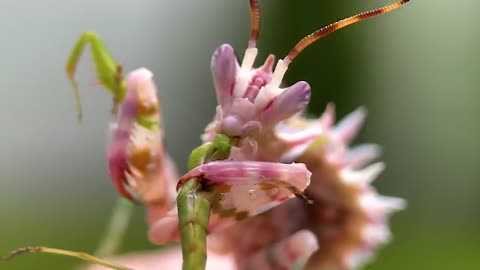 The Rise of My New Pet Mantis