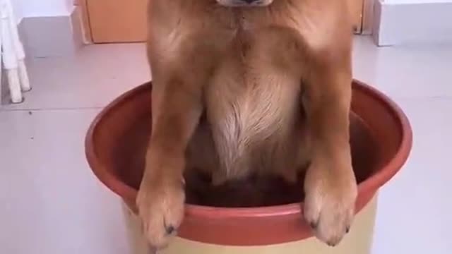 Cute Dog in Tub🙆‍✔️✔️