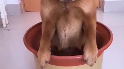 Cute Dog in Tub🙆‍✔️✔️