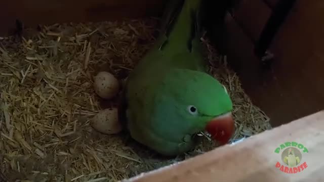 Amazing Talking Parrot