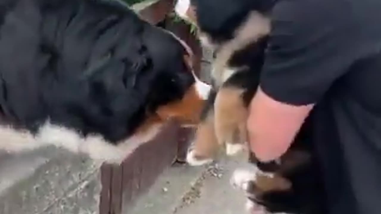 Dog mets his mate | Every dog should come with a puppy