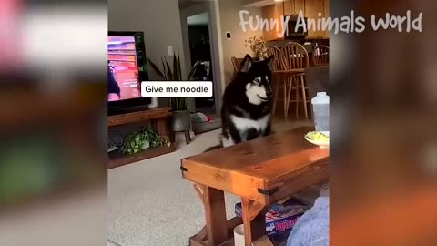 Funny dogs and cats videos