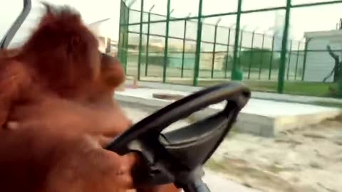 Driving to the banana store