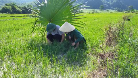 Về quê ra đồng làm cỏ ruộng - weeding fields in the sun