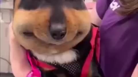 Dog wanted to eat bee😂