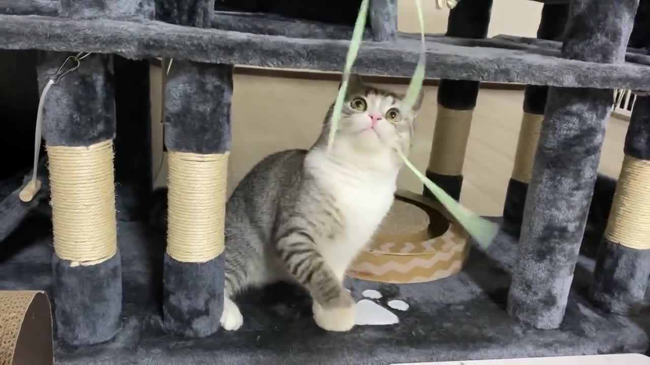 The cat who was too excited about playing with cats turned into this...