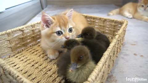 Kitten Sammy met goslings for the first time, they slept sweetly together