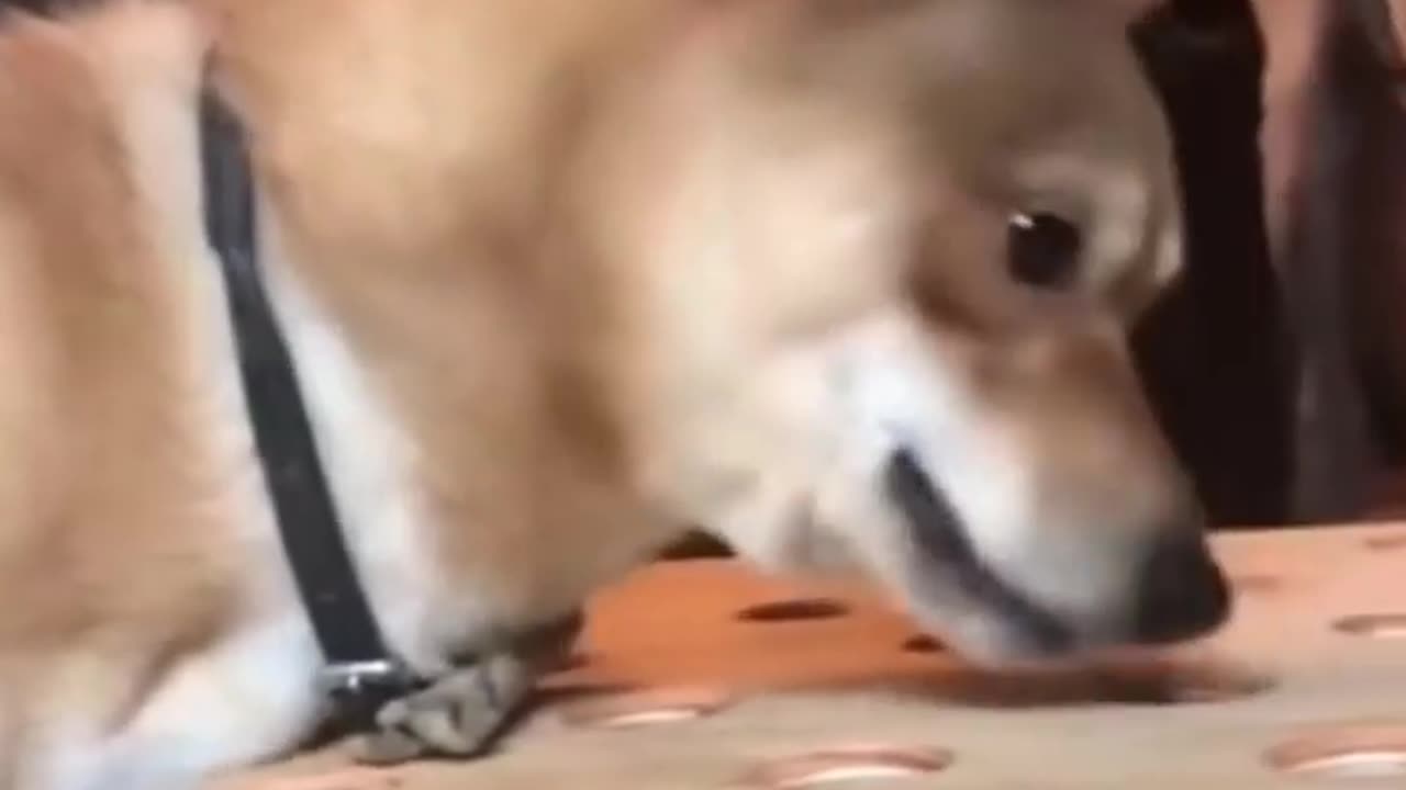 Cute and sweetly animals video 😻📸