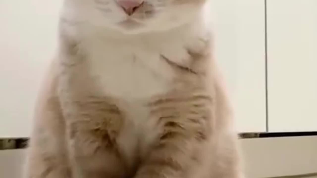 About cats